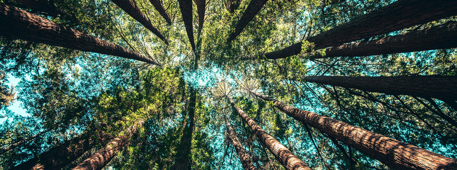 Blick in die Baumkronen eines Waldes - TRYIT steht für Natürlichkeit, Wachstum und bewussten Umgang mit der Umwelt. Desktop Bild