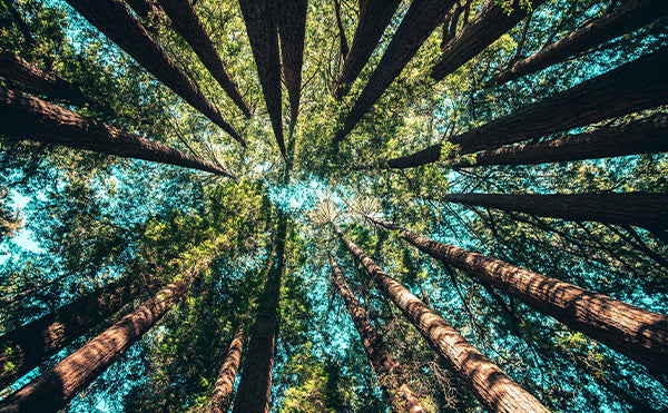 Blick in die Baumkronen eines Waldes - TRYIT steht für Natürlichkeit, Wachstum und bewussten Umgang mit der Umwelt. Mobil Bild