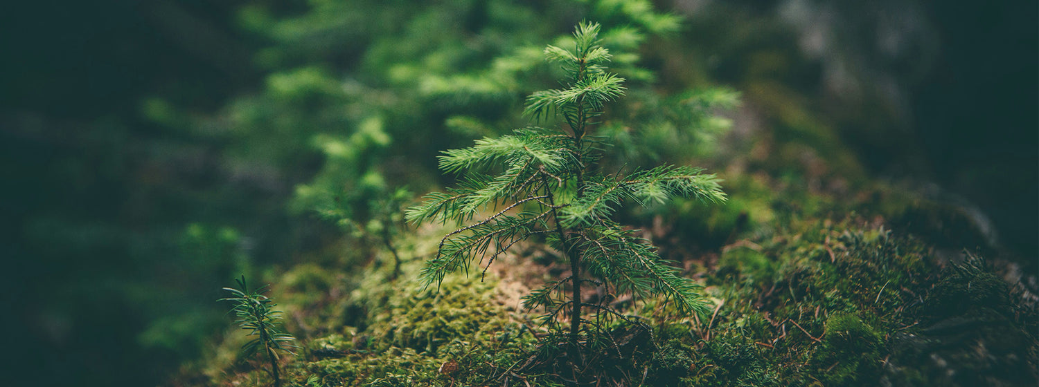 Kleiner Tannenbaum im Wald - TRYIT steht für Nachhaltigkeit, Wachstum und Bewusstsein für die Natur. Desktop Bild